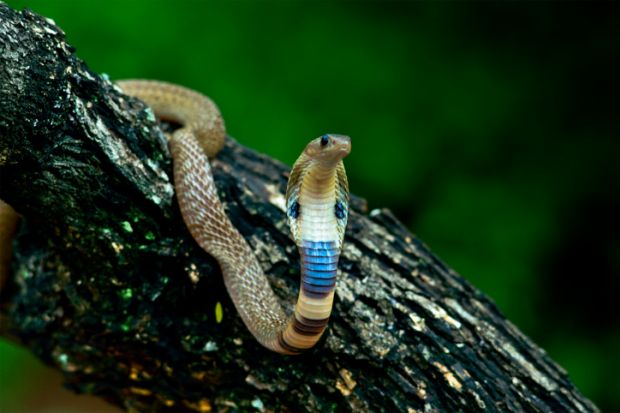 Indian spectacled cobra Indian spectacled cobra