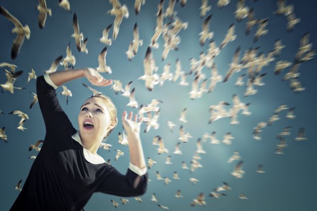 Unwanted campus visitors can be a nuisance to students and staff Birds attack university campus seagull problem Hitchcock