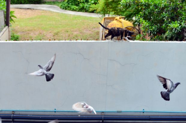 Cat among the pigeons
