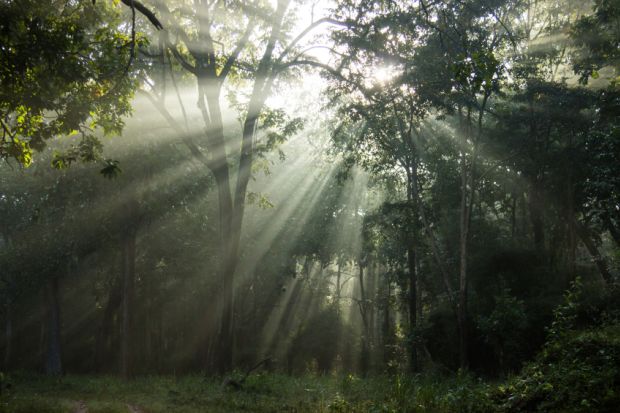 Sunlight in forest