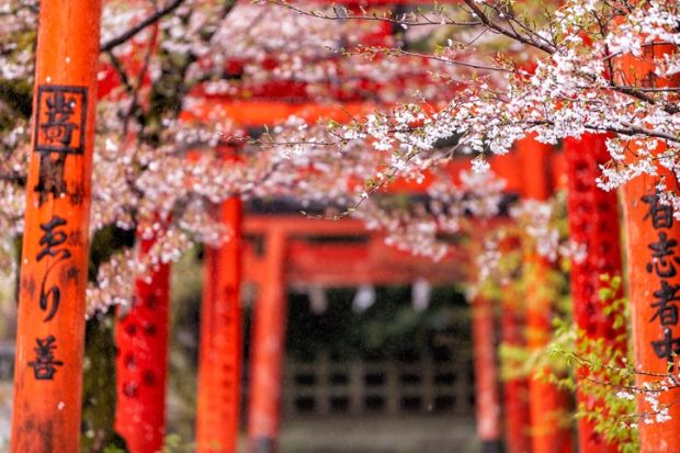 kyoto japan shrine gates and cherry blossom kyoto japan shrine gates and cherry blossom