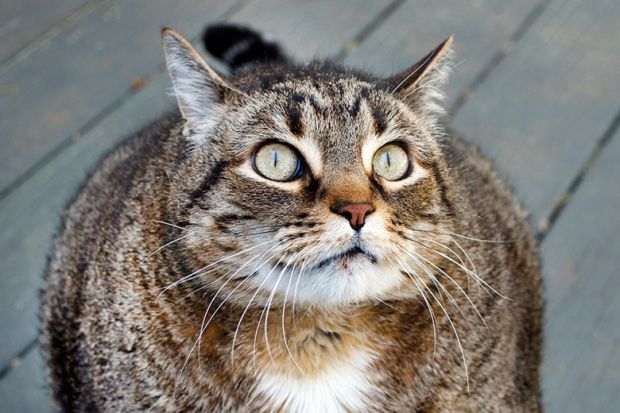 Fat cat looking angry Fat cat looking angry