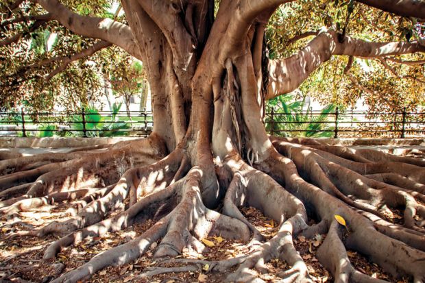 Large ficus tree with exposed roots Large ficus tree with exposed roots