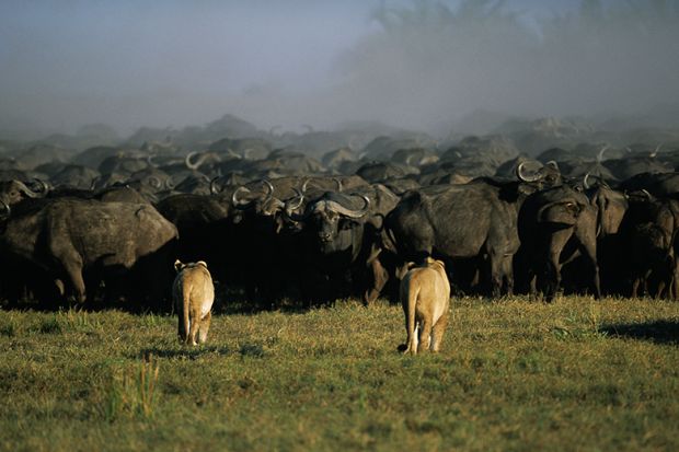 Lion stalking buffalo in Botswana. To illustrate how the recent skills White Paper could mean breaking up the current university system, and possibly remove some universities from doing research.
