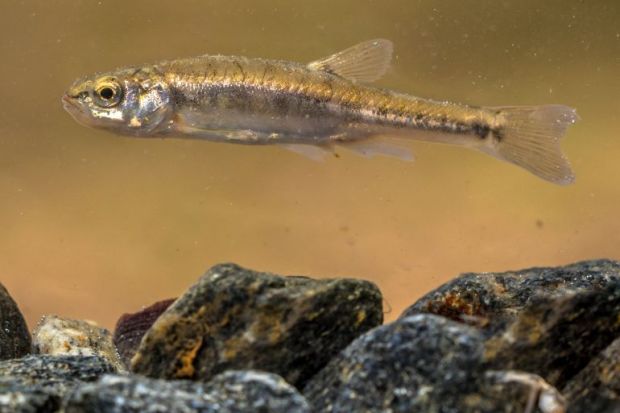 A Eurasian minnow