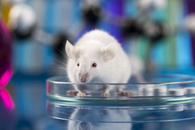 mouse in petri dish