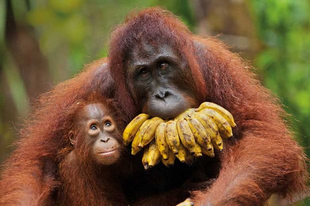 Orangutan with baby and bananas Orangutan with baby and bananas