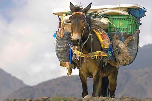 An overloaded mule, illustrating the pressure on research support workers