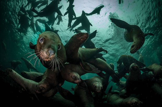 Seals