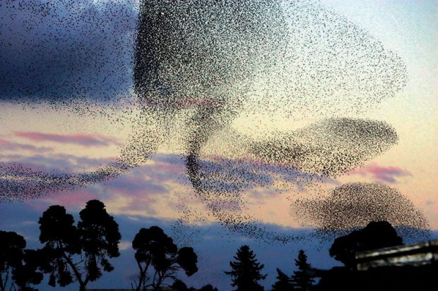 Birds