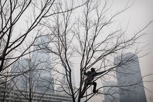 Man in tree branches