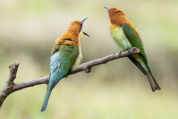 pair of birds on a tree branch Image of a pair of birds on a tree branch as a symbol for international students at university branch campuses