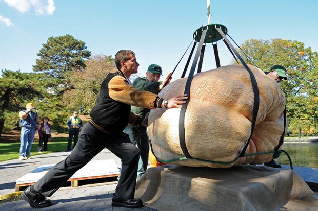 Weighing huge pumpkin Weighing huge pumpkin