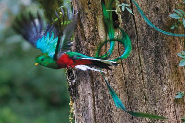 Resplendent quetzal (Pharomachrus mocinno) in flight, Mexico Resplendent quetzal (Pharomachrus mocinno) in flight, Mexico