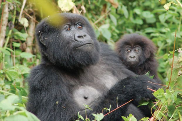 Resting mountain gorilla with infant