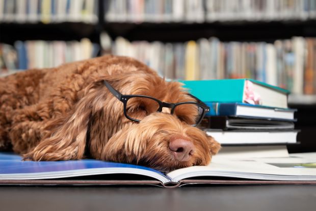 A dog with glasses sleeping on a book A dog with glasses sleeping on a book, symbolising reviewer fatigue
