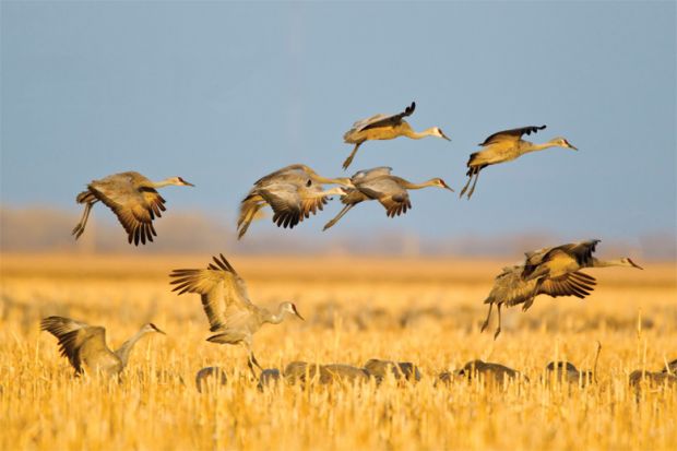 Sandhill cranes in flight above corn fields, Kearney, Nebraska Sandhill cranes in flight above corn fields, Kearney, Nebraska