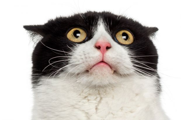 Scared/startled cat looking up Scared/startled cat looking up