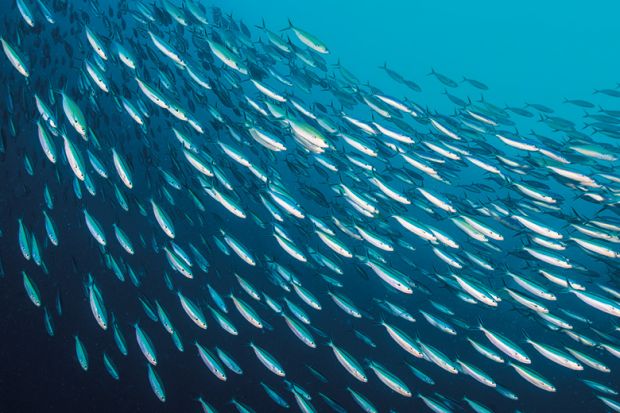 School of sardines swimming in ocean School of sardines swimming in ocean