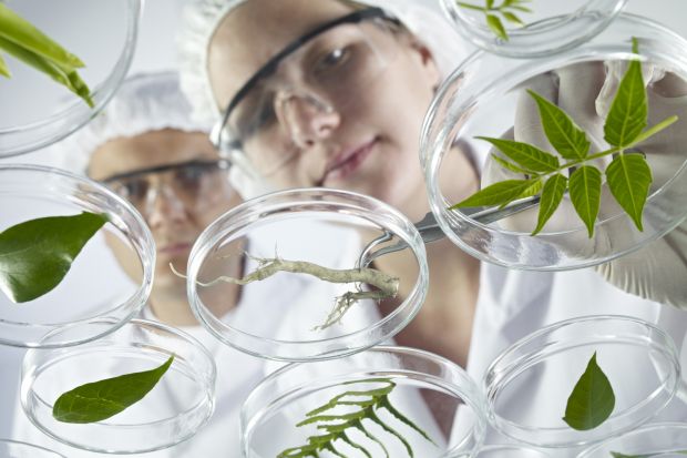 Scientists examine petri dishes