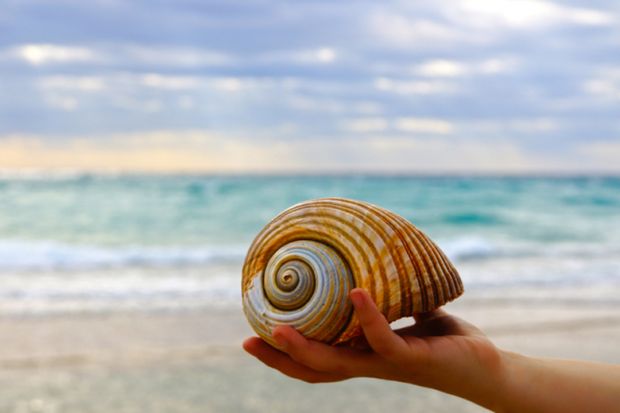 Hand holding shell Hand holding shell