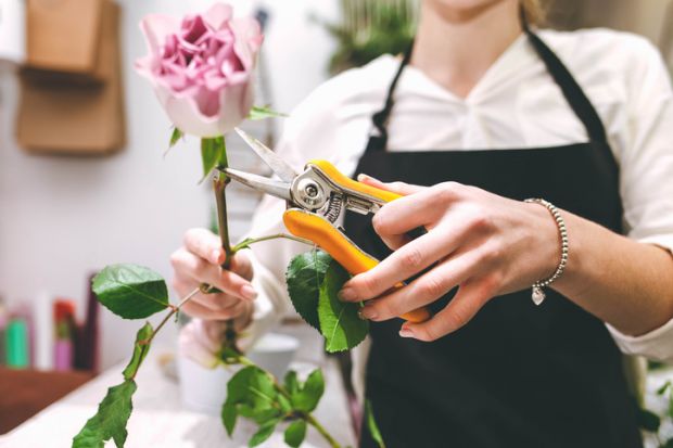A woman cuts the flower off a rose stem A woman cuts the flower off a rose stem