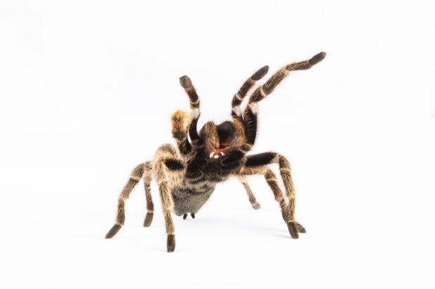 Tarantula