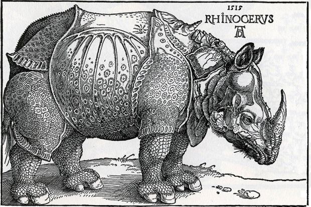 Woodcut of a rhinoceros from 1515 Woodcut of a rhinoceros from 1515
