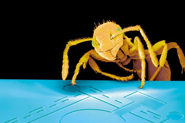 Ant on computer chip. Microscope view