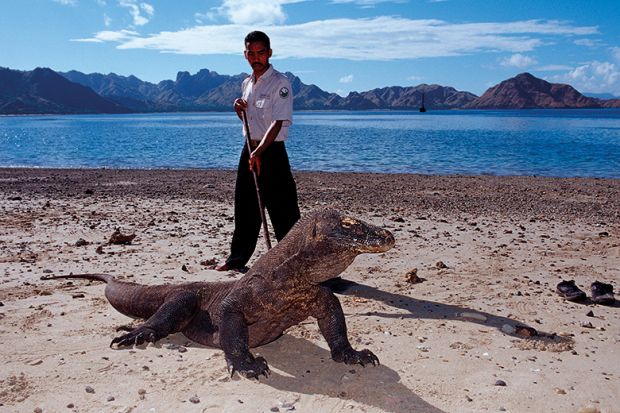 Komodo dragon