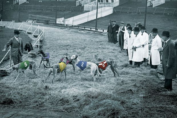 Dog race