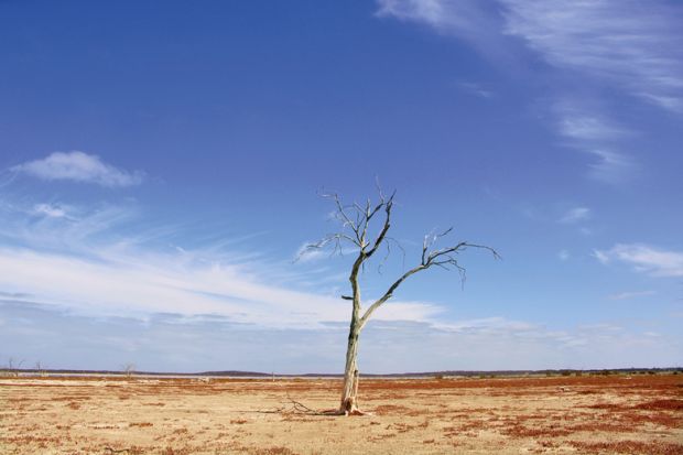 dried tree