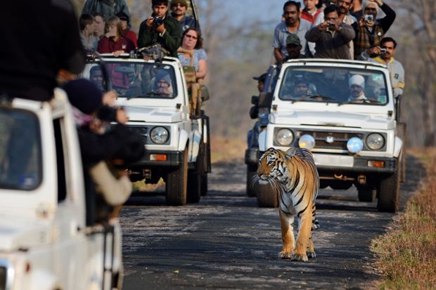 Tourists looking at tiger