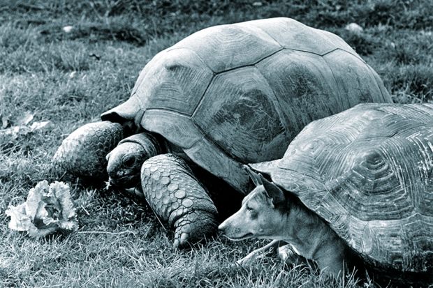 Extra time claims ‘routinely abused’ Dog pretending to be tortoise