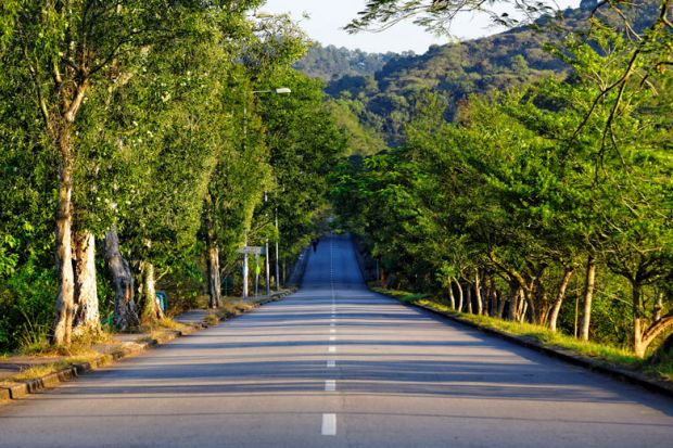 Tree-lined road stretching to horizon Tree-lined road stretching to horizon