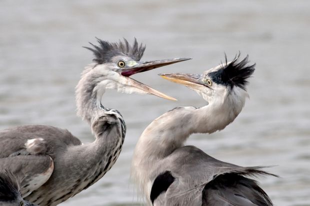 Two herons fighting