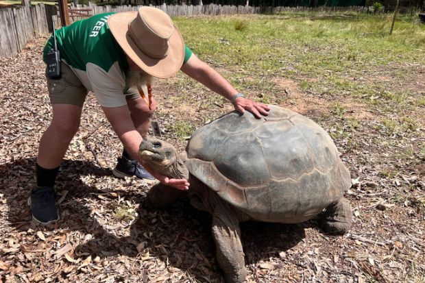 Volunteer Zoo Keeper petting an old female Galapagos tortoise Volunteer zoo Keeper petting an old female Galapagos tortoise
