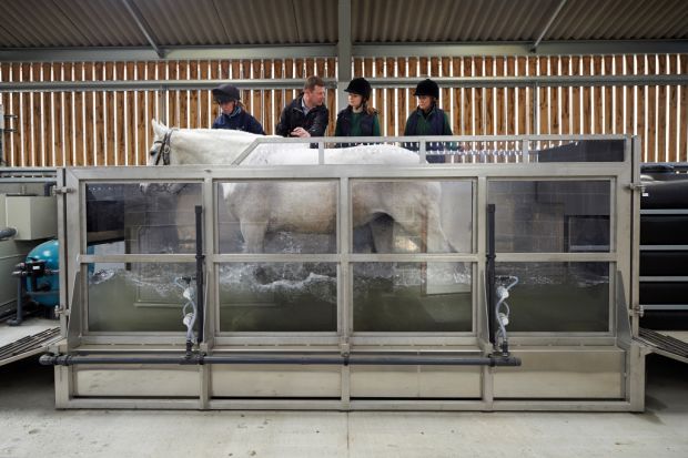 Horse on water treadmill horse, water treadmill,