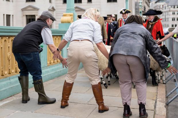 Volunteers are seen helping with herding while driving the sheep across Southwark Bridge to illustrate Labour government ‘would have to consider student number caps’