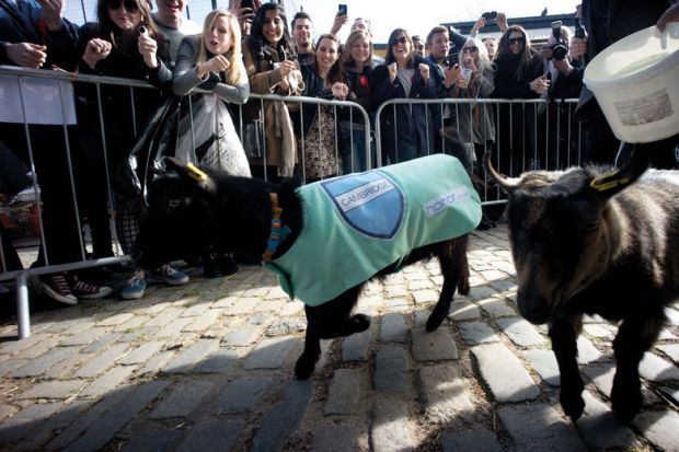 The racing goats "Cambridge" and "Oxford" running down the track at the race.with crowds cheering them on to illustrate Free speech campaigners back Ahmed over Hillman for director job