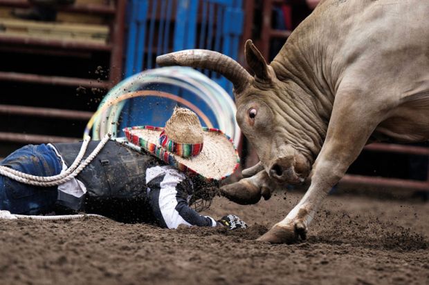 Person falls to the ground during bull riding in a rodeo event Person falls to the ground during bull riding in a rodeo event to illustrate US accreditors plead for political relief as attacks mount