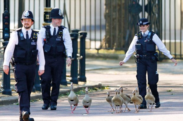 Police officers attempt to herd a family of Egyptian geese to illustrate Ministers set to push on with student number controls in England Police officers attempt to herd a family of Egyptian geese