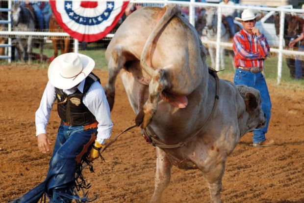 A bullrider about to get kicked to illustrate US reliance on lottery funding raises university concerns