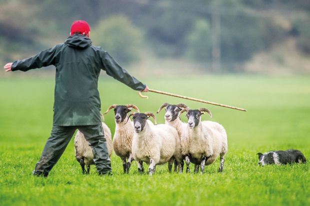  Shepherd and dog herding sheep to illustrate Some top performers in REF had big shift to ‘teaching’ roles