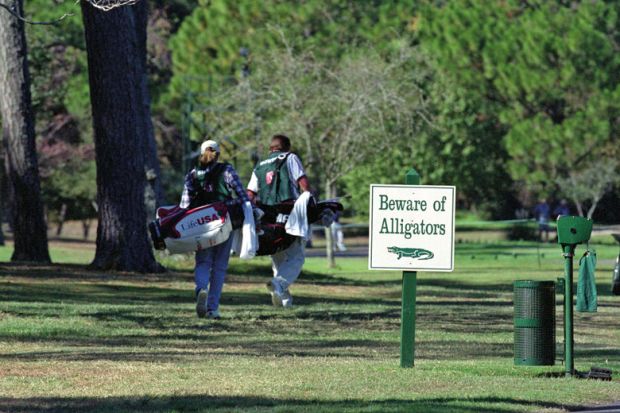A sign warning about alligators on the course to the golfers to illustrate South Carolina assault on tenure ‘will drive academics away’