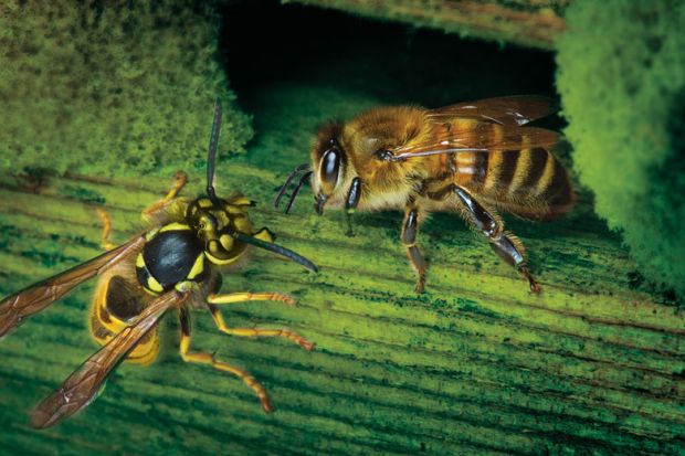 Honey bee defending the hive against wasp attack Honey bee defending the hive against wasp attack to illustrate Universities are not immune to the toxin of stupidity