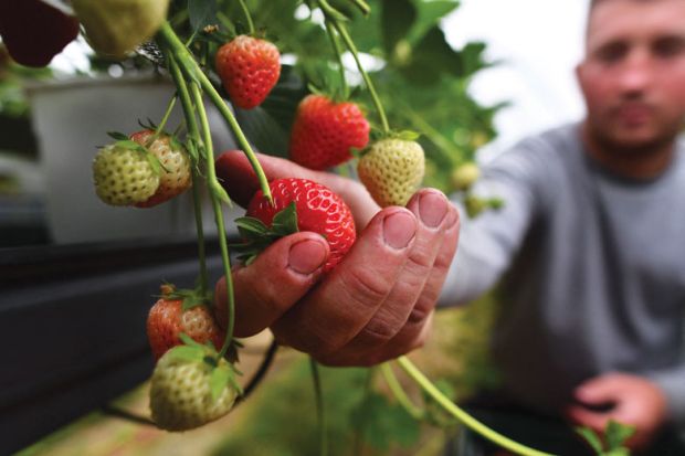 Person picking ripe strawberry Person picking ripe strawberry as a metaphor for UK spending pledge may change minds over Horizon Europe exit