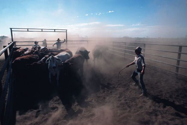 Cowboys helps to separate cows into different pens Cowboys helps to separate cows into different pens to illustrate V-c: give regional universities first dibs on extra equity places