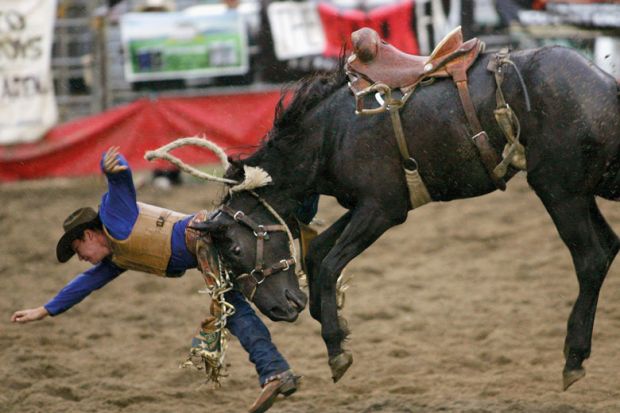 Cowboy is thrown from his horse at the Auckland Rodeo, New Zealand. Cowboy is thrown from his horse at the Auckland Rodeo, New Zealand to illustrate Free university scheme fails to reduce inequities in New Zealand