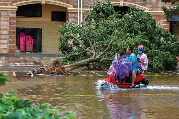 A resident rides past an uprooted tree in Lingao County, Hainan Province of China. to illustrate Universities slow to embrace China’s Hainan branch campus vision